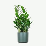 plants ecommerce product featured img 16
