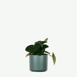Home plants ecommerce product featured img 5